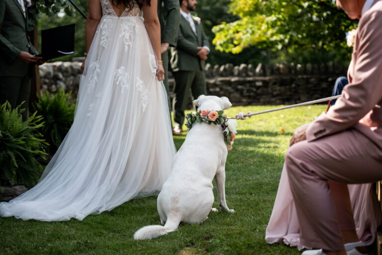 large white dog wearing ornate flower crown and sitting next to bride during outdoor ceremony while held on a leash by a seated guest